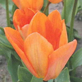 チューリップ球根 オレンジエンペラー（4球入/袋） | チューリップ