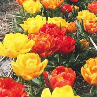 ミニチューリップ球根 フレミングベビー（4球入/袋） | チューリップ