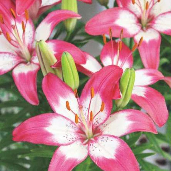 ���庬���ѡ��ե����ȥ��祤�ʣ�����/�ޡ�