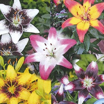 ���庬����������ꡡ�󿧺顡����ʣ�����/�ޡ�