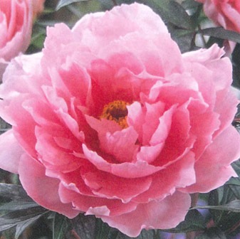 �ܥ��󡡣�ǯ�������ġ����ϡ�Ȭ������¾�ʣ���������