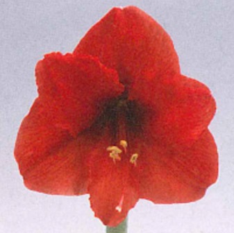 ���ޥ�ꥹ���ݥåȿ�������ź顡��������ȭ��