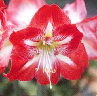 アマリリス ポット植え 一重咲 赤に白すじ 1球鉢入