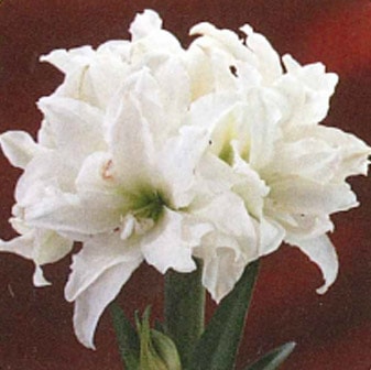 ���ޥ�ꥹ���ݥåȿ�����Ȭ�ź顡�򡡣���ȭ��