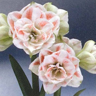 ���ޥ�ꥹ���ݥåȿ�����Ȭ�ź顡����֤���������ȭ��