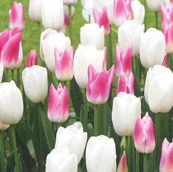 ����ӥ͡������庬���å� �ԥ󥯡��ۥ磻�ȥ��塼��åסʣ�����/�ޡ�