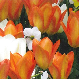 ����ӥ͡������庬���å� �ԥ塼�ꥷ�ޡ�����󥸥���ڥ顼�ʣ�����/�ޡ�