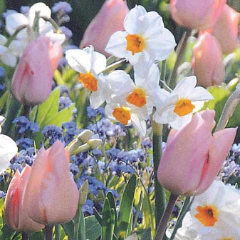 ����ӥ͡������庬���å� �ԥ󥯥���ӥ͡������ʣ�����/�ޡ�