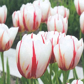 ���塼��å׵庬���ϥåԡ������ͥ졼�����ʣ�����/�ޡ�