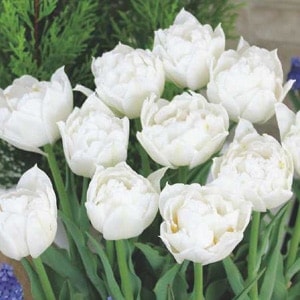 �ߥ˥��塼��å׵庬���ݥåץ�����ʣ�����/�ޡ�