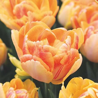 チューリップ球根 フォクシーフォックストロット（3球入/袋