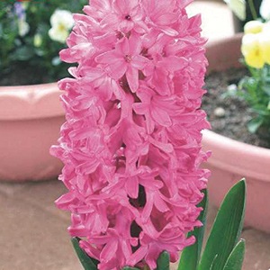 ヒアシンス球根 水栽培用 ピンクパール テープ巻 10球入 ヒアシンス球根 ヒアシンス球根 水栽培用 球根通販センター