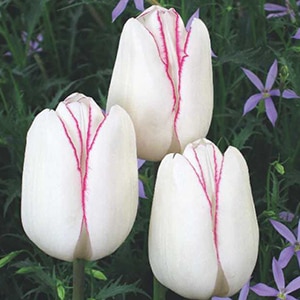 チューリップ50万円です。 チューリップ球根 桜小雪（4球入/袋） | チューリップ球根,オリジナル