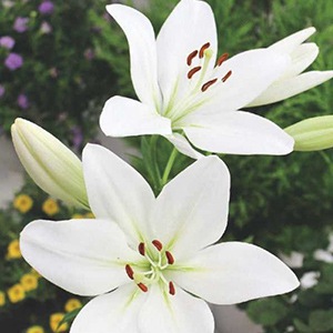 ���庬���������֥����ʣ�����/�ޡ�
