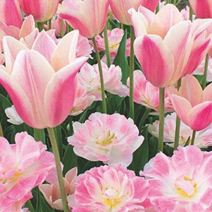 ����ӥ͡������庬���å� �ԥ󥯥ߥå����ʣ�����/�ޡ�