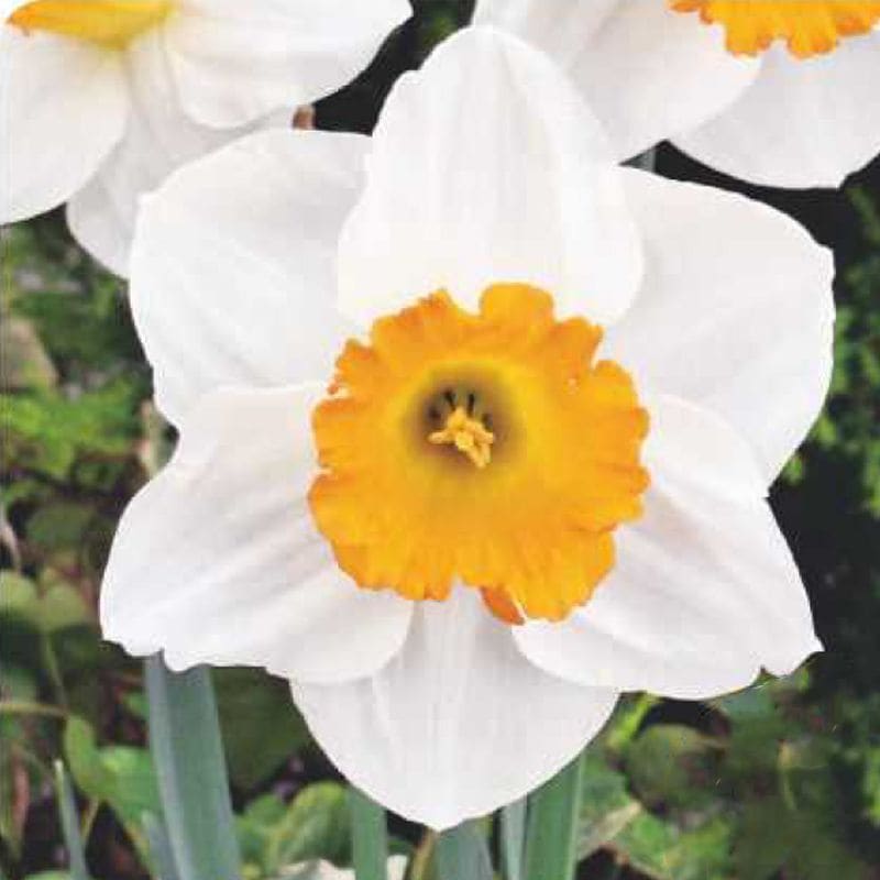 水仙球根 オレンジサンセット （2球入/袋） | 水仙（スイセン）球根