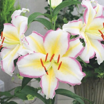 ���庬������ץƥ�ȥꥳ�����롡�ʣ�����/�ޡ�