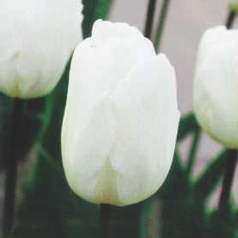 ���塼��å׵庬���ۥ磻�ȥե�å��ʣ�����/�ޡ�