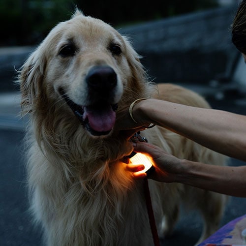 レッドレンザー LEDLENSER　LL ML4 Warm　43130