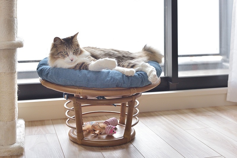 ヴィンテージラリーキルトのスツール　猫ハウス　キャットスツール　刺繍布　刺し子 キャットハウススツール ペット スツール 猫 ヴィンテージラリーキルト