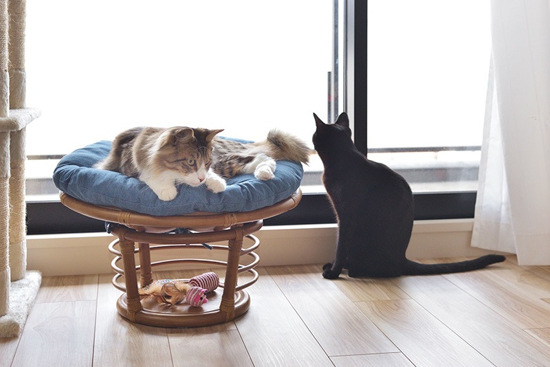 ユアサプライムス.com｜ペットハウス ペットスツール 猫 小型犬 木製
