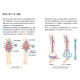 칩 ɥɥޡ ֡ĥå DM-4S ѥ ޥå ޥå ԥ   ­ դϤ  य ð ŵ MEDOMER