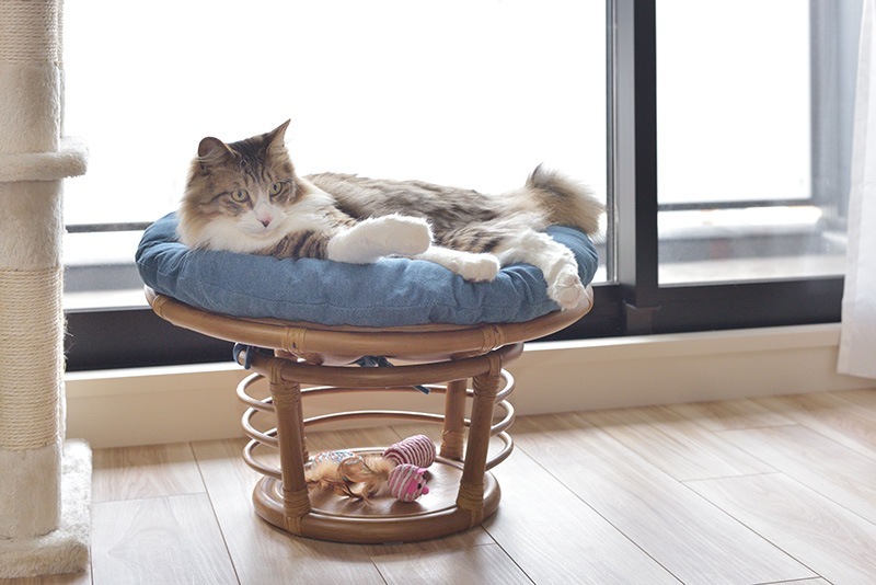 ڥåȥϥ ڥåȥġ ǭ  ػ PET-64  ڥåȥ٥å åդ 饿 ë AZUMAYA Բ