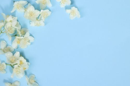 茉莉花の会　年会費