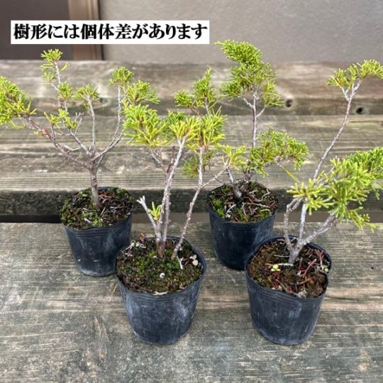 苗：糸魚川真柏(いといがわしんぱく)（小）*イトイガワシンパク | 盆栽