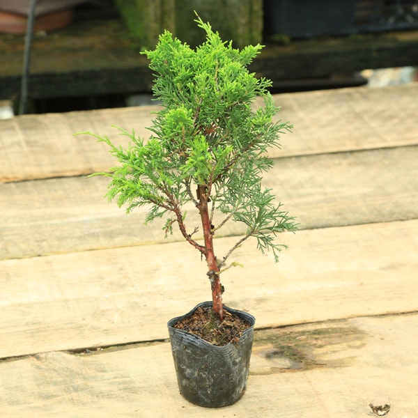 糸魚川真柏　盆栽　植物　植木 0000000000112.jpg