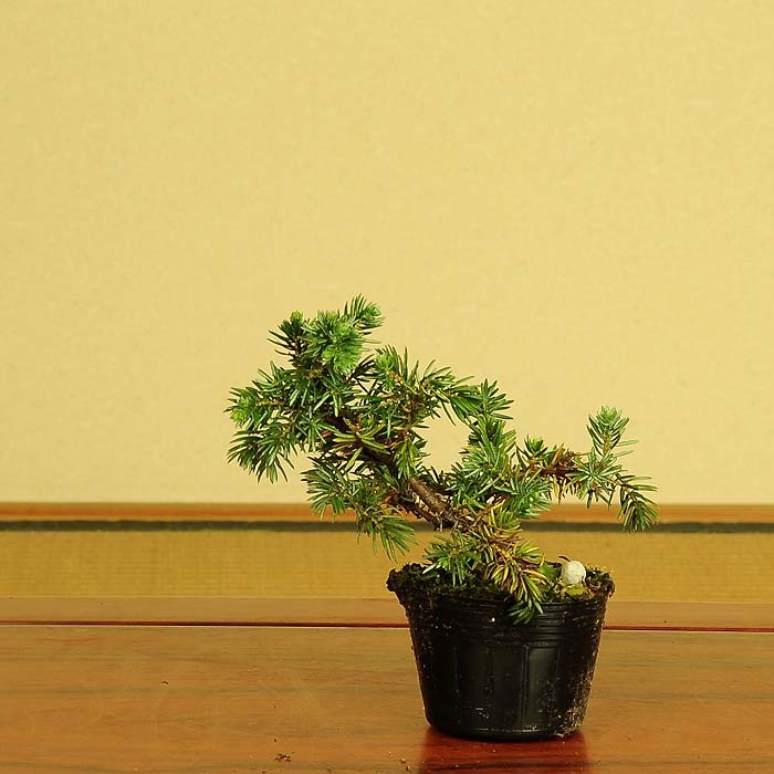 杜松トショウ樹高47センチ