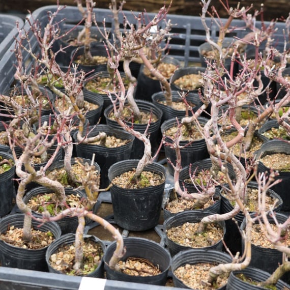 山紅葉盆栽 0000000000192_jQh7aTj.jpg