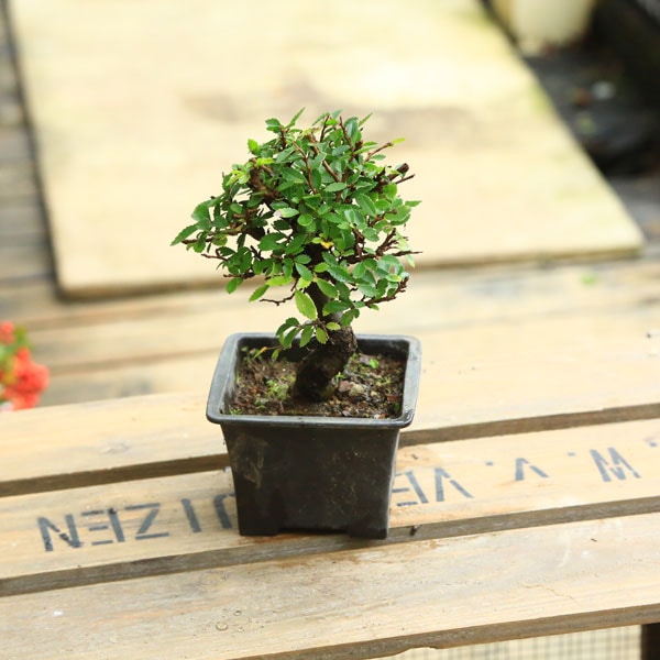 苗：にれけやき(小)*ニレケヤキ 楡欅 | 盆栽素材,苗(雑木) | 遊恵盆栽 本店