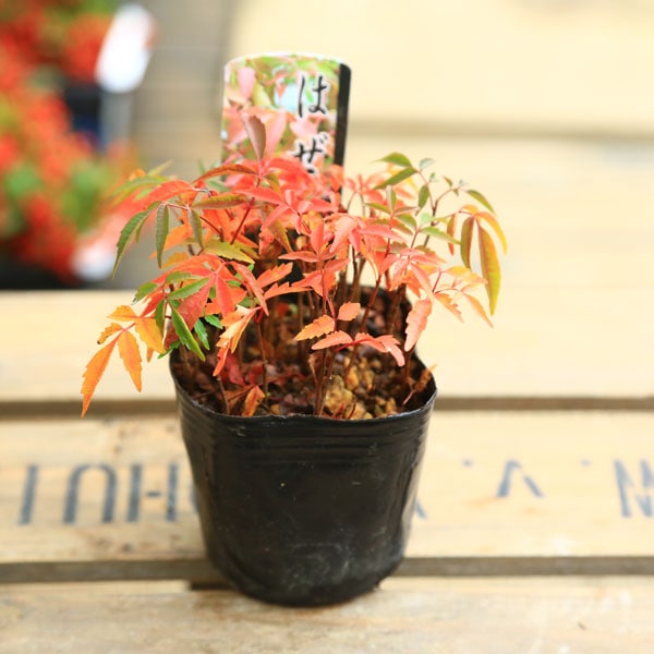 盆栽 『ハゼ』 紅葉 インテリア 観葉植物 ガーデニング 送料無料 b127 盆栽 『ハゼ』 紅葉 インテリア 観葉植物 ガーデニング 送料無料 162