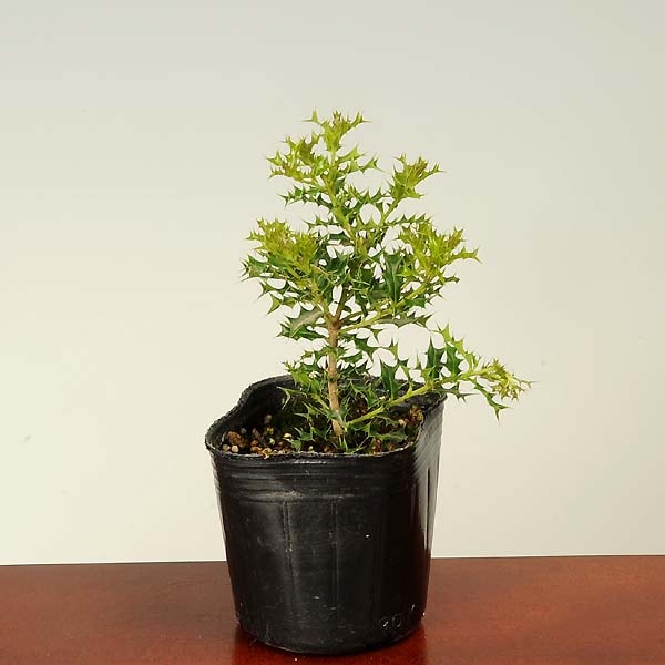 ġɱҥ饮()ɱɢҤҤ餮