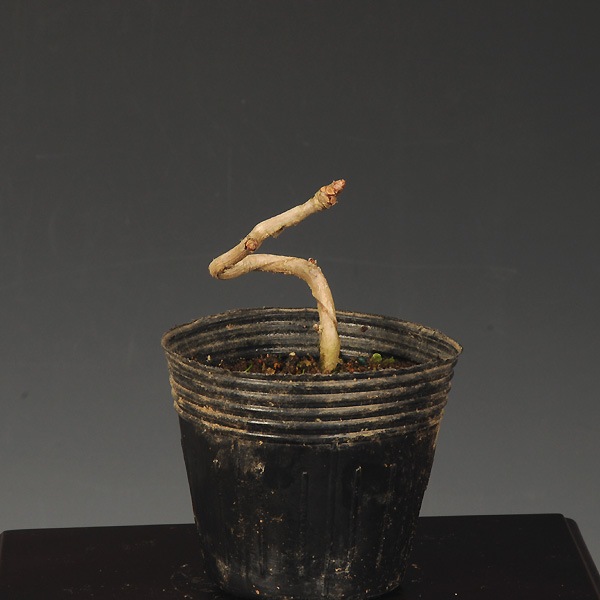 苗：いちょう*イチョウ/銀杏 | 盆栽素材,苗(雑木) | 遊恵盆栽 本店