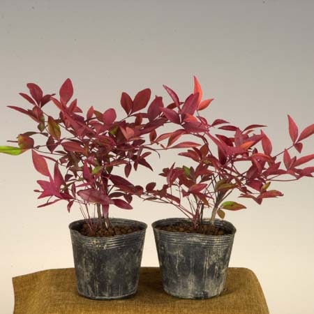 �ġ���ŷ����*�ʥ�ƥ�/�ʤ�Ƥ�