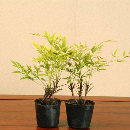 �ġ�����ŷ����*�����ʤ�Ƥ�/�����ʥ�ƥ�