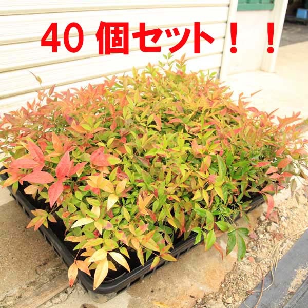 苗：南天(なんてん) 40個セット！ | 盆栽素材,苗(雑木) | 遊恵盆栽 本店