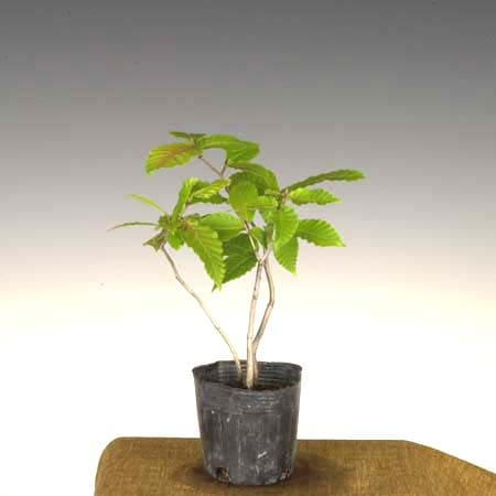 �ġ�������Ϥ֤�(3�������*�֥�