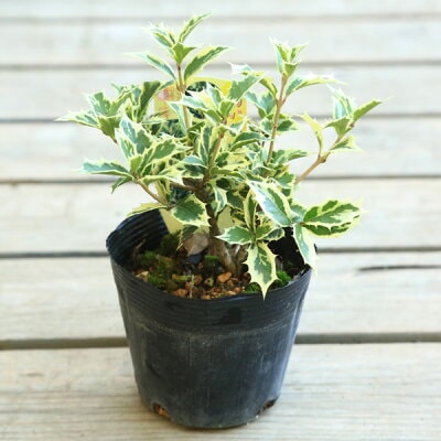 �ġ�������Ҥ��餮���޿��Ҥ��餮*�����Ӥ����������ҥ��饮��ɢ