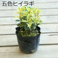 苗：斑入りひいらぎ・五色ひいらぎ*お選びください ヒイラギ 柊 | 盆栽