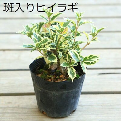 ヒイラギ　斑入り　10号鉢 ヒイラギ 斑入り 10号鉢