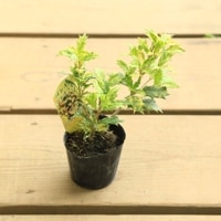 苗：斑入りひいらぎ・五色ひいらぎ*お選びください ヒイラギ 柊 | 盆栽