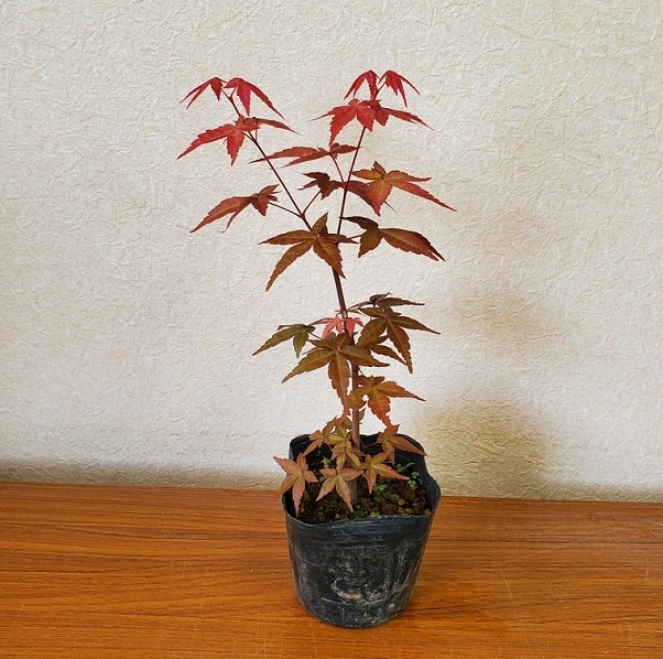 �ġ����ϡ���ߤ��ʹ��ݥåȡ�*�Ǥ��礦���礦/�ǥ��祦���祦��ߥ�/����