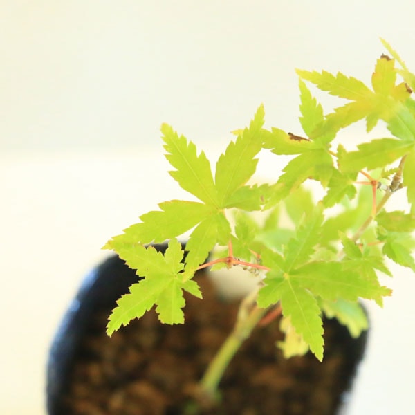 カツラモミジ 大株 【品番3426】