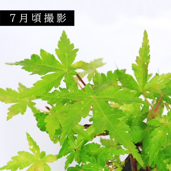 @もみじ出品 苗：桂もみじ*かつらもみじ/カツラモミジ/紅葉 | 盆栽素材,苗(雑木