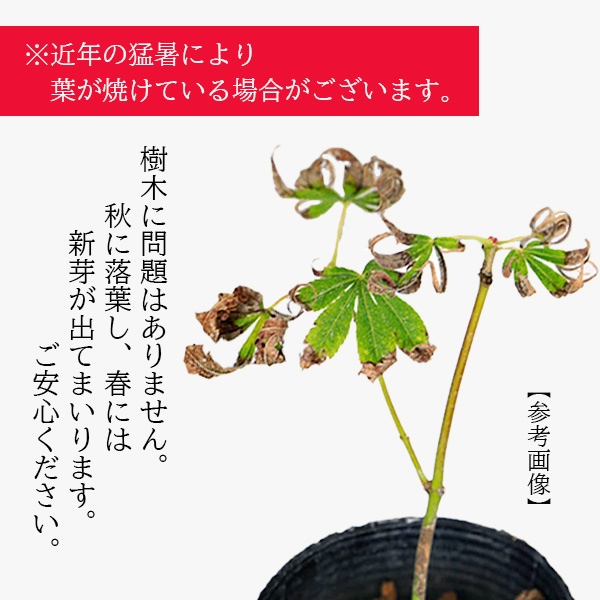 苗：桂もみじ*かつらもみじ/カツラモミジ/紅葉 | 盆栽素材,苗(雑木