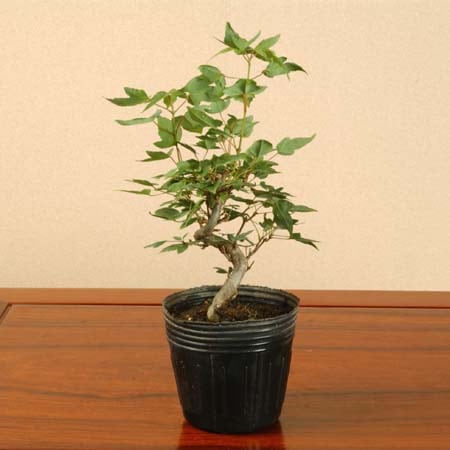 楓 かえで 盆栽 雑盆 盆栽 楓 樹高 約25cm かえで 高級盆栽 Acer カエデ 紅葉 カエデ科