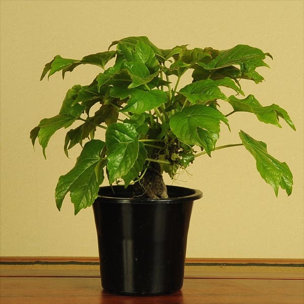 苗 蔦 つた ツタ 盆栽素材 苗 雑木 遊恵盆栽 本店